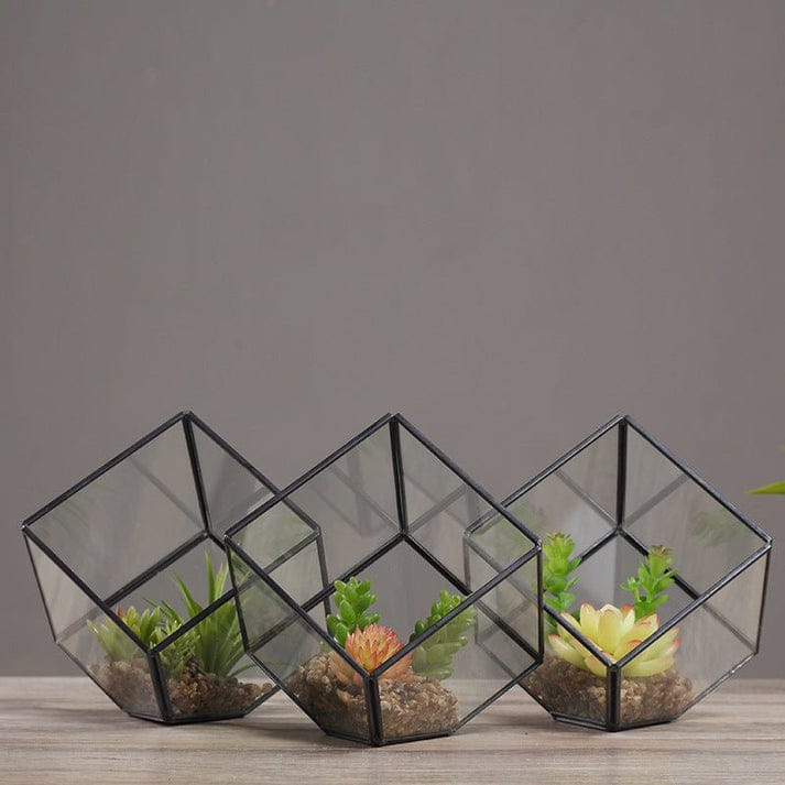 Succulent Terrariums